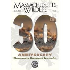 Massachusetts Wildlife